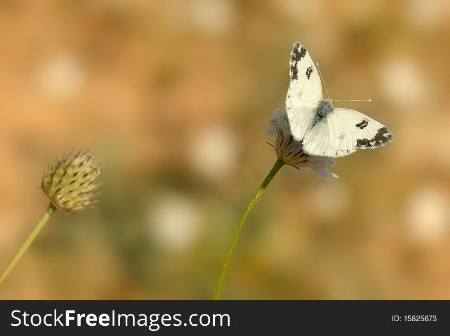 White butterfly sitting on a flower