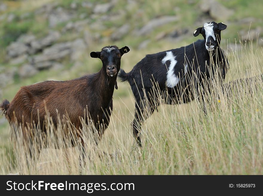 Couple of goats in the meadow