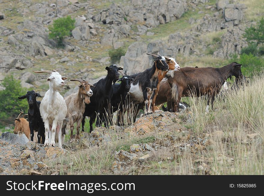 Group of goats sitting in the meadow