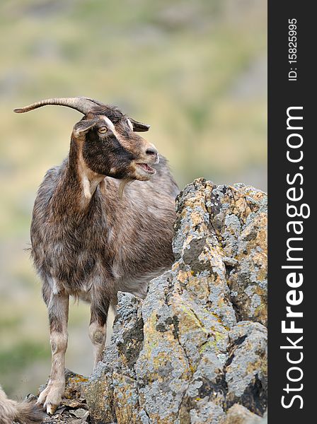 Brown goat sitting on a cliff