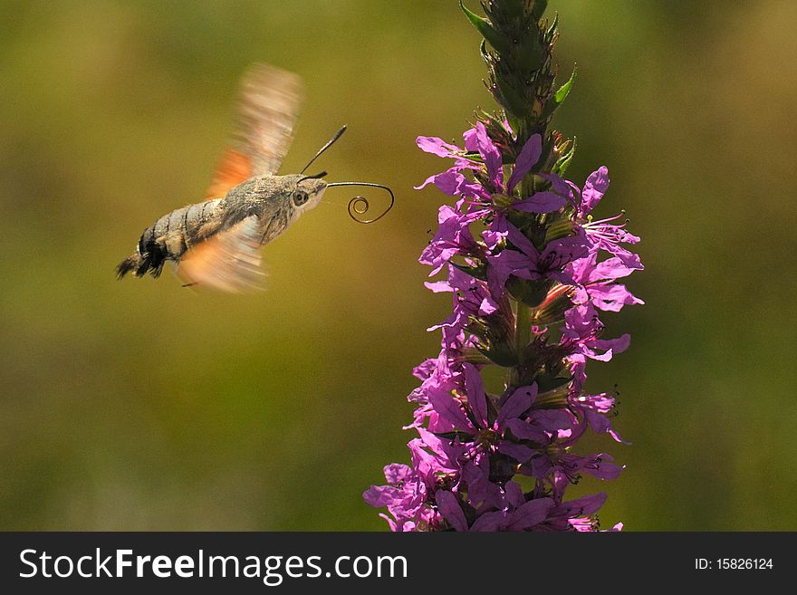 Colibri moth feeding while flying