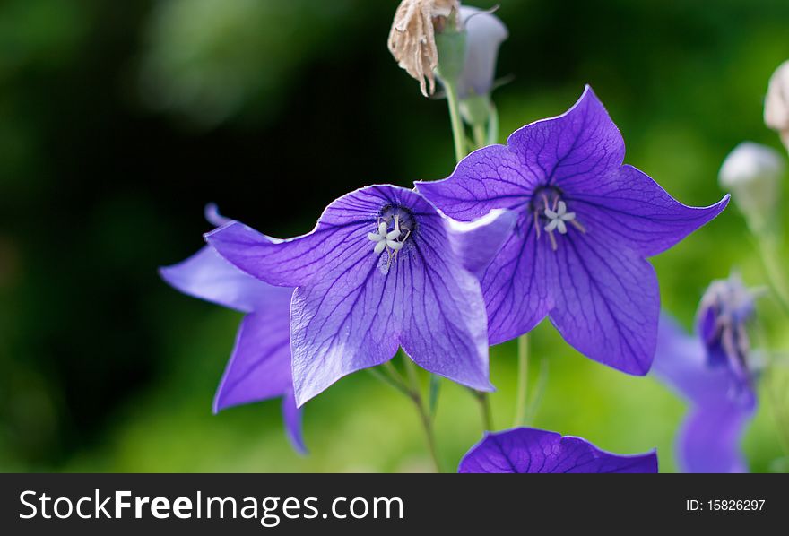 Picture with beautiful flowers Campanula