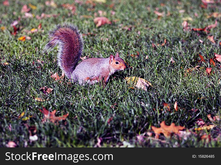 Squirrel standing on the back legs in a park