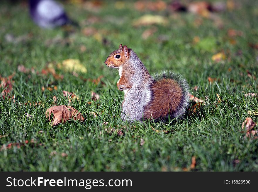 Squirrel standing on the back legs in a park