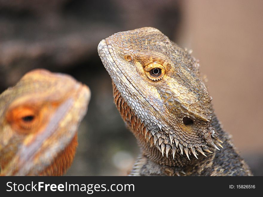 Bearded dragon sitting on a rock