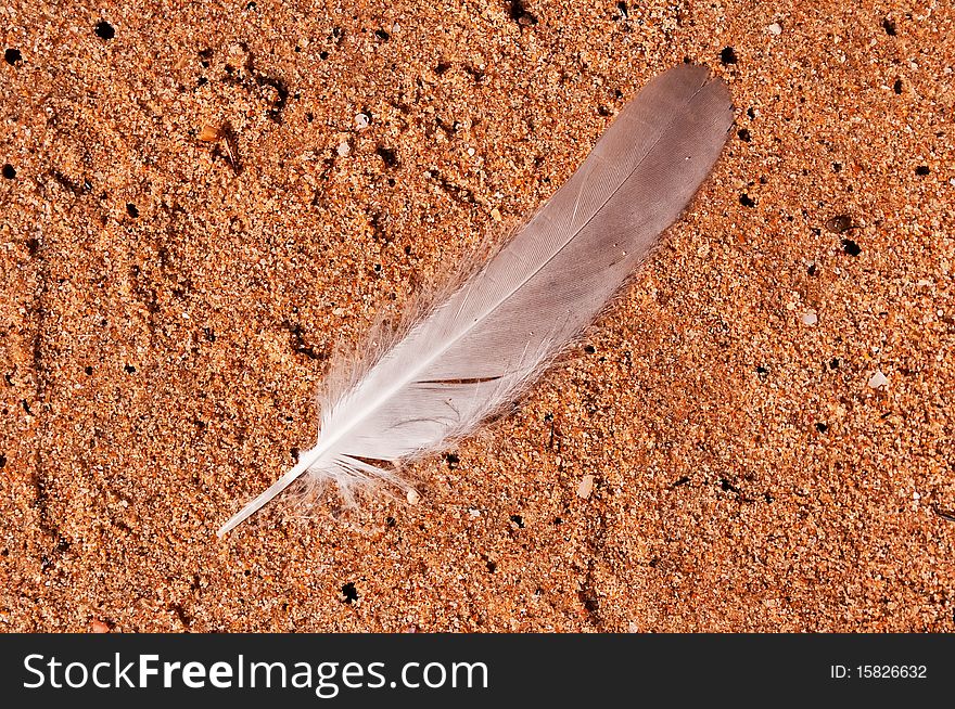 Close-up feather seagull on the wet sand