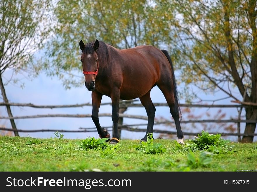 Beautiful Brown Horse Standing on Grass
