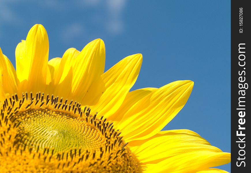 Bright juicy sunflower on background of blue sky