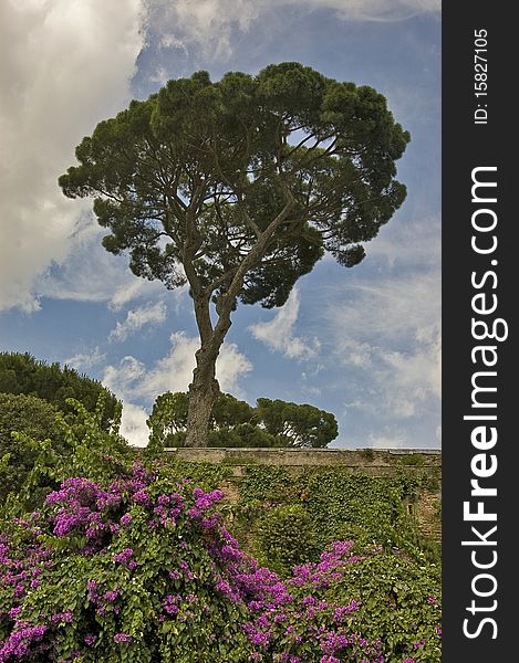 A pine tree in rome