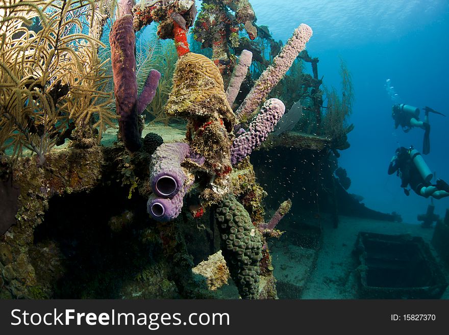 Underwater Coral gardens off the coast of Roatan Honduras. Underwater Coral gardens off the coast of Roatan Honduras