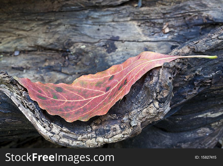 Autumn Leaf On Log
