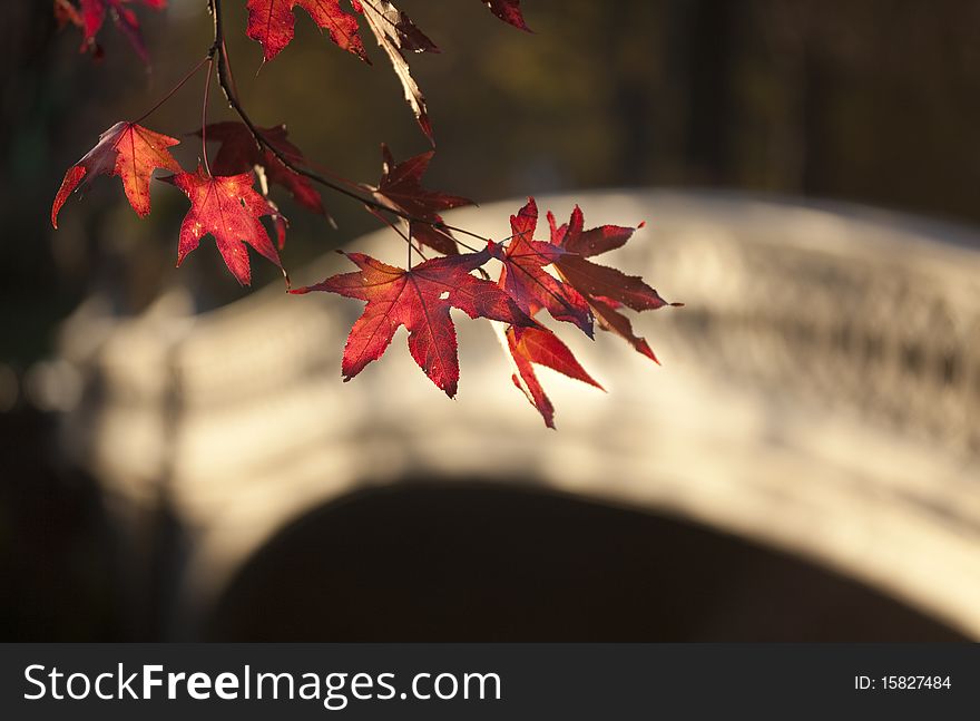 Autumn in Central Park, leaves in front of bow bridge