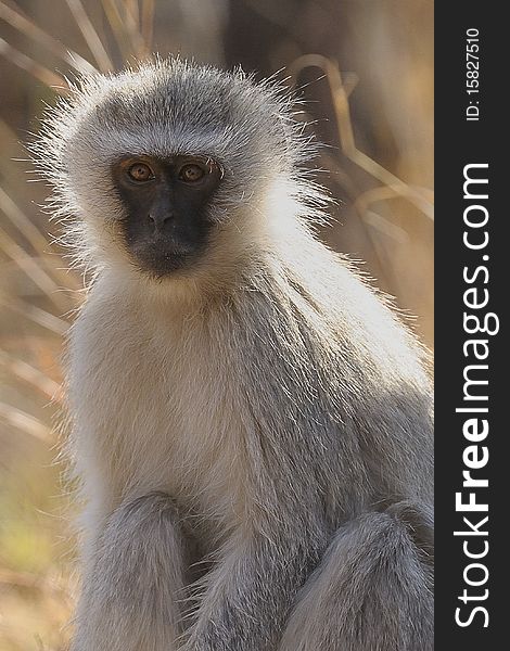 A vervet monkey sitting on the ground