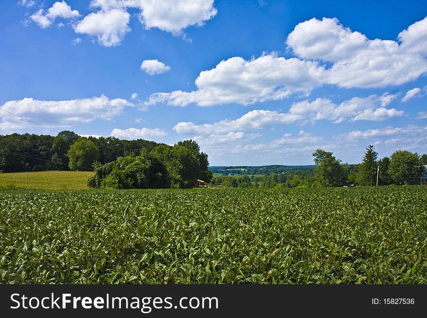 Soy bean crop with view of blue skies and hills. Soy bean crop with view of blue skies and hills