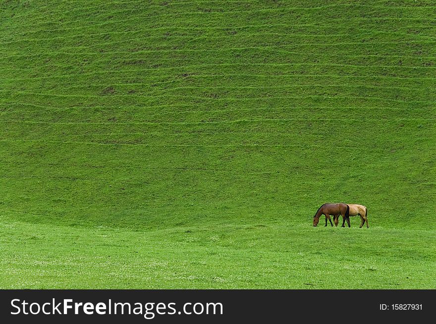Beautiful couple horses eating grass on the ranch on the foot of tian shan mountain,Xinjiang province,china. Beautiful couple horses eating grass on the ranch on the foot of tian shan mountain,Xinjiang province,china.