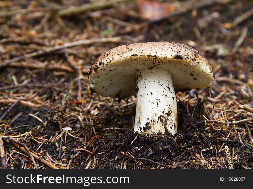 Fungus isolated in vegetazionw seen closely