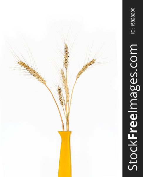 Few ears of wheat in yellow ceramic vase on white background. Few ears of wheat in yellow ceramic vase on white background