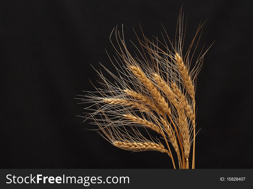 Bunch of golden wheat isolated on black background. Bunch of golden wheat isolated on black background