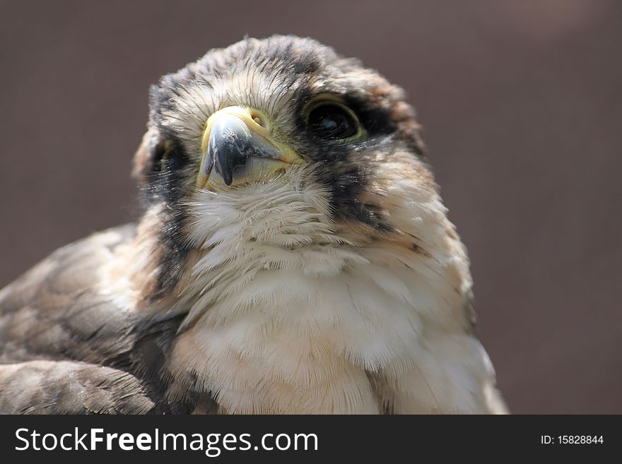 Close up of the face of a falcon. Close up of the face of a falcon