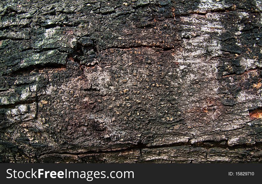 Texture of old bark of tree. Texture of old bark of tree