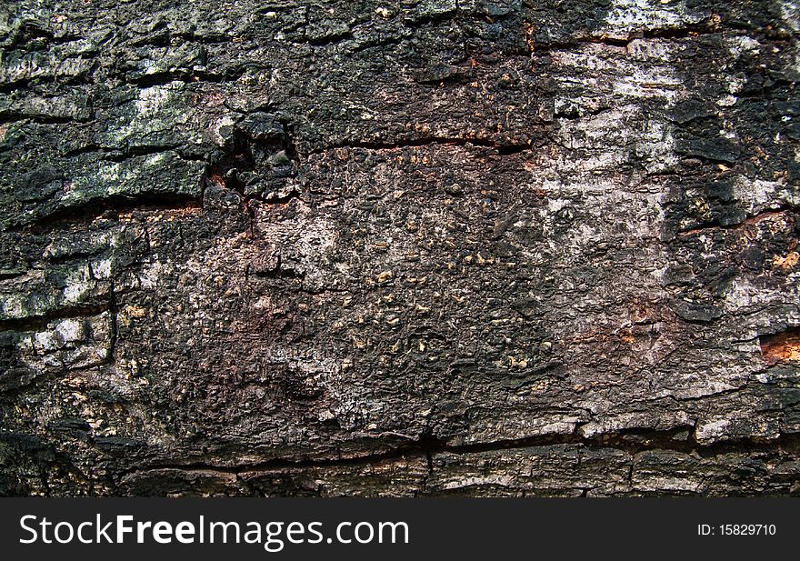 Bark texture