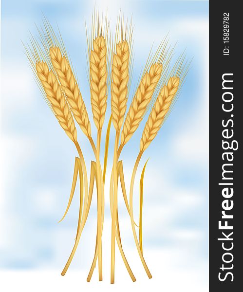 Photo-realistic  illustration. Ears of wheat on sky.