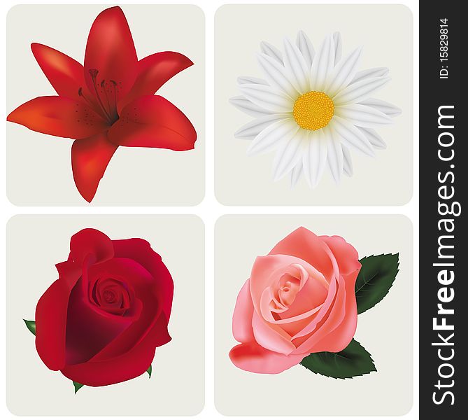 Four different beautiful flowers. Vector. Four different beautiful flowers. Vector.