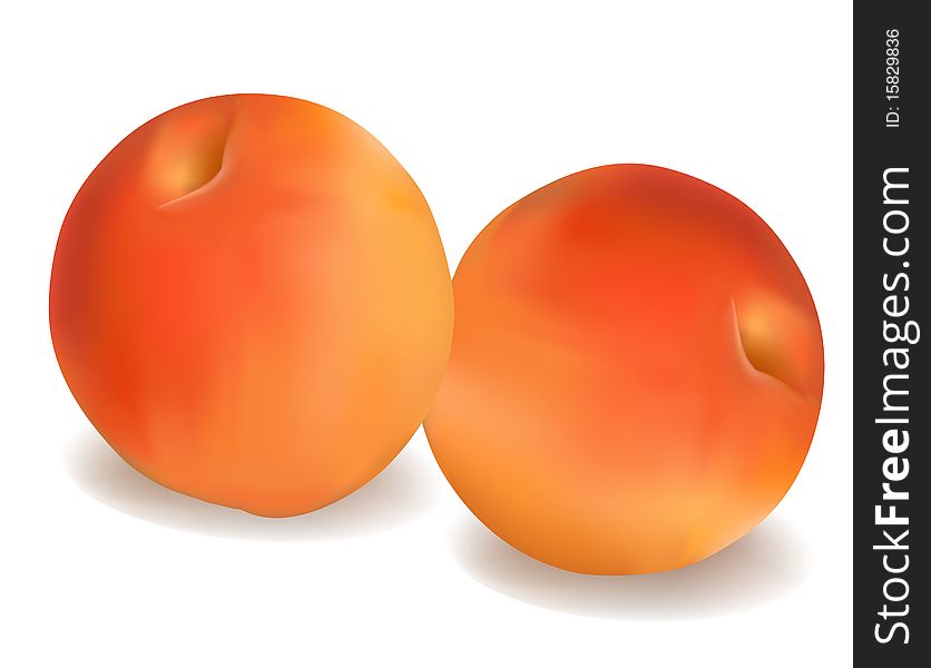 Two Ripe Apricots.