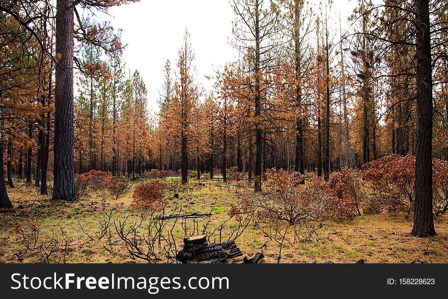 Forest Along The Metolius River, Oregon