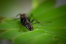 Ant Stock Photos