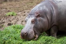Hippo Stock Image
