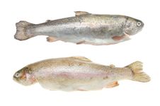 Two Rainbow Trout Royalty Free Stock Image Two Rainbow Trout Royalty Free Stock Image