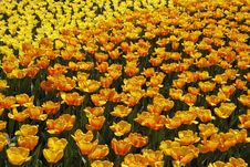Tulip Field With Orange And Yellow Tulips Royalty Free Stock Photos Tulip Field With Orange And Yellow Tulips Royalty Free Stock Photos