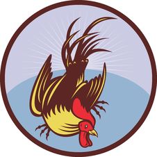 Rooster Cockerel Cock Royalty Free Stock Image Rooster Cockerel Cock Royalty Free Stock Image