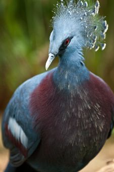 Victoria Crowned Pigeon (Goura Victoria) Royalty Free Stock Photo