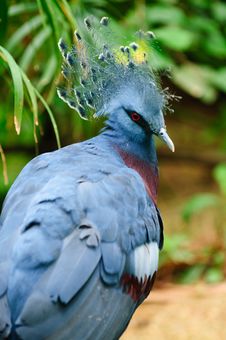 Victoria Crowned Pigeon (Goura Victoria) Royalty Free Stock Photography Victoria Crowned Pigeon (Goura Victoria) Royalty Free Stock Photography