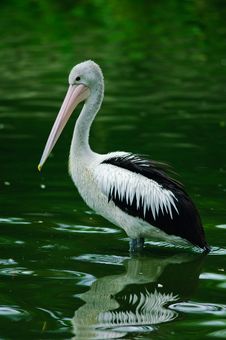 Australian Pelican (Pelecanus Conspicillatus) Stock Photo Australian Pelican (Pelecanus Conspicillatus) Stock Photo