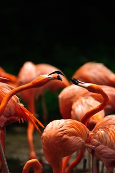 Caribbean Flamingo (Phoenicopterus Ruber) Stock Photo Caribbean Flamingo (Phoenicopterus Ruber) Stock Photo