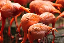 Caribbean Flamingo Feeding Stock Image Caribbean Flamingo Feeding Stock Image