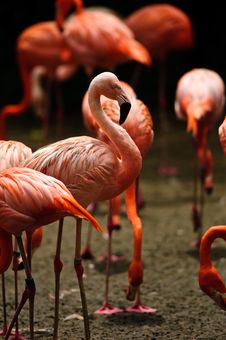 Caribbean Flamingo (Phoenicopterus Ruber) Stock Photos Caribbean Flamingo (Phoenicopterus Ruber) Stock Photos