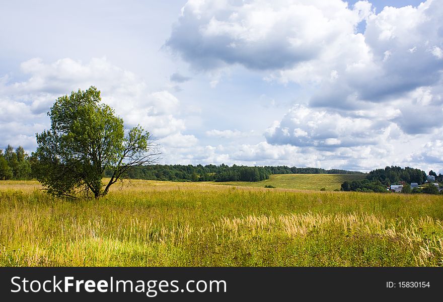 Rural landscape: tree in field.