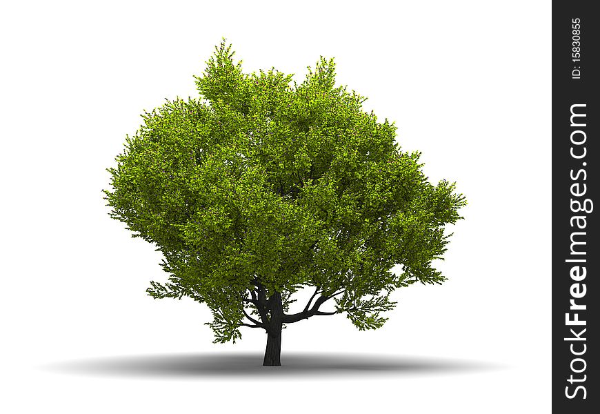 Isolated green broadleaf tree at white background with shadow