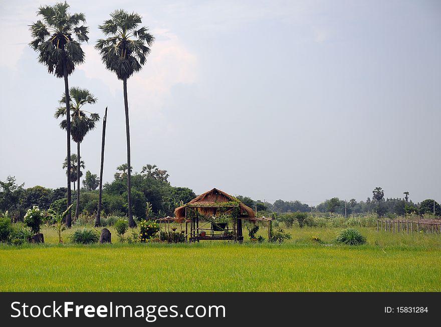 Hut in rice paddyfield