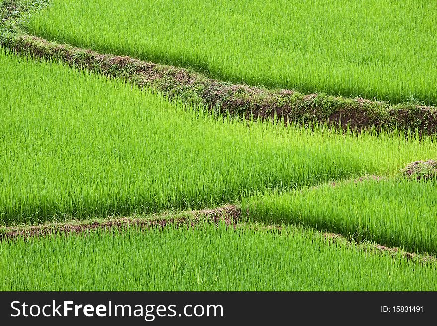 Green ricefield, cultivated land in the province phongsali, Laos