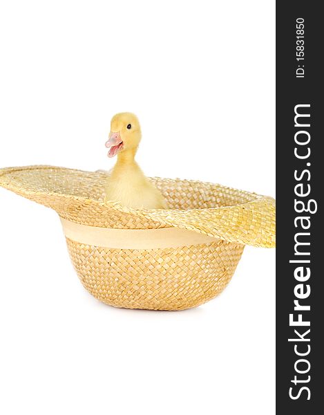 Cute fluffy  duckling  in straw hat isolated