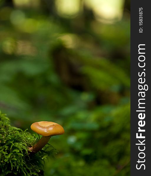 Yellow mushroom growing on the green moss on a tree