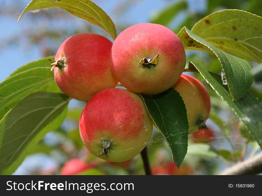 Ripe apples hanging on the branches in the garden