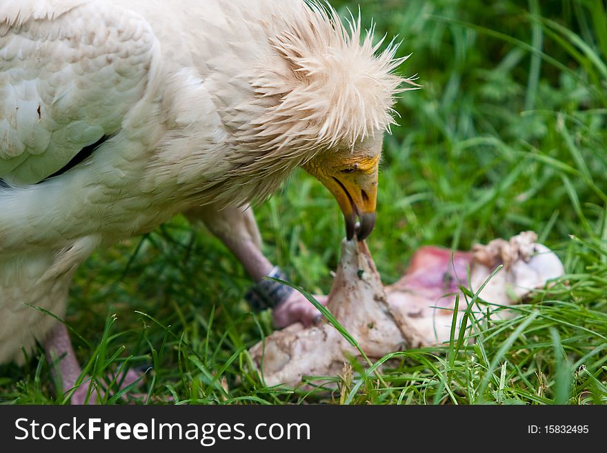 An Egyptian vulture eating prey