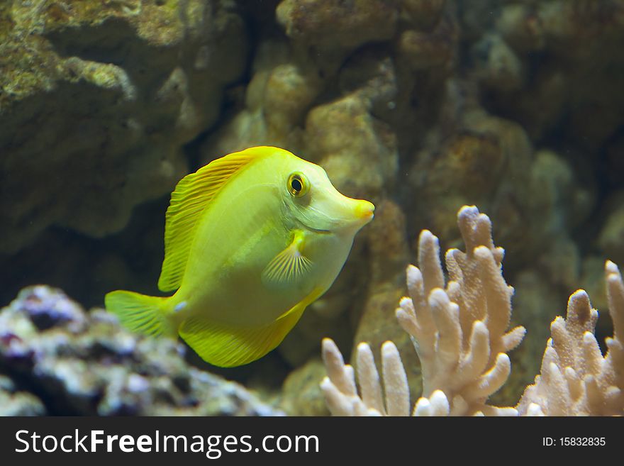 A yellow Fish in an Aquarium