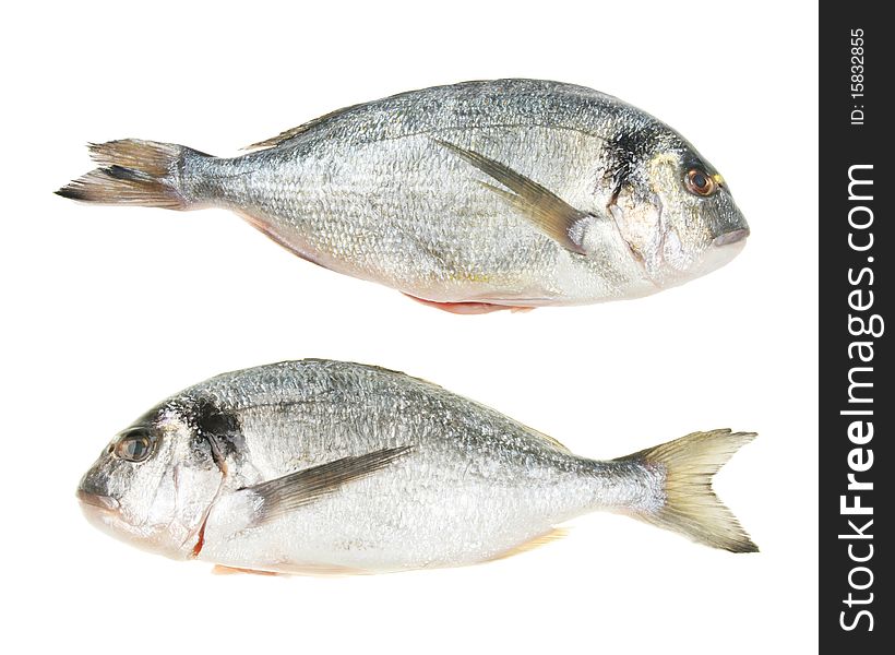 Pair of gilt head bream fish isolated on white